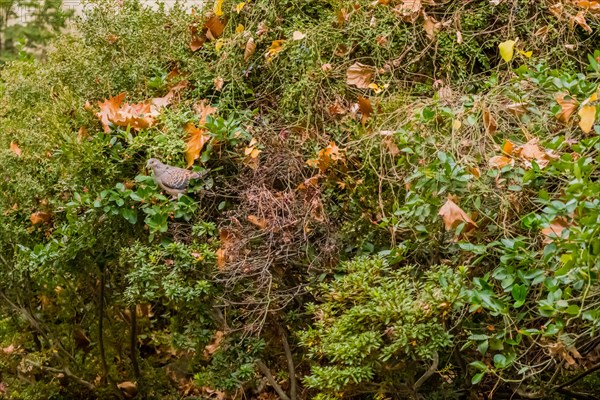 Oriental turtledove perched on cotoneaster berry bush