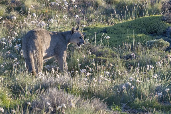 Cougar (Cougar concolor), silver lion, mountain lion, cougar, panther, small cat, Torres del Paine National Park, Patagonia, end of the world, Chile, South America