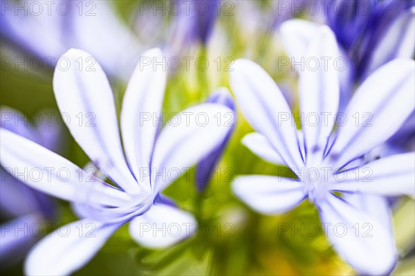 Blue flowers of an ornamental lily (Agapanthus), Capolieveri, Elba, Tuscan Archipelago, Tuscany, Italy, Europe