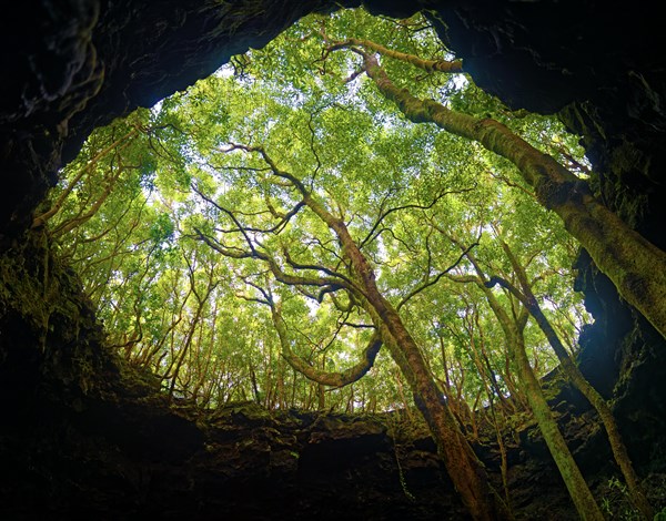 Sunlit entrance to the lava tunnel Gruta das Torres Trees and glowing treetops, Gruta das Torres, Pico Island, Azores, Portugal, Europe