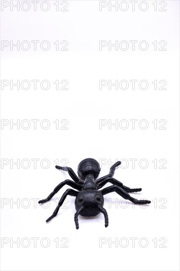 Photography of a toy plastic ant on white background