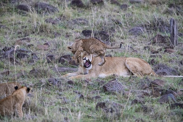 Lion (Panthera leo) Masai Mara Kenya