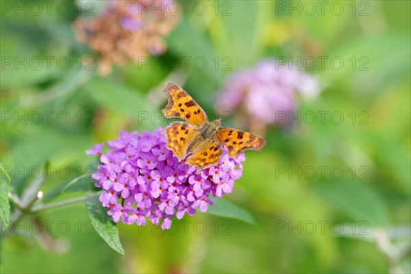 Comma (Polygonia c-album), butterfly, wing, orange, flower, colourful, The C-moth sits on a flower and sucks nectar