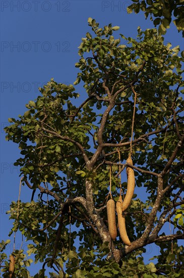 Kigelia (Kigelia africana) with fruits, fruit, trumpet tree, plant, tree, tropical, flora, Namibia, Africa