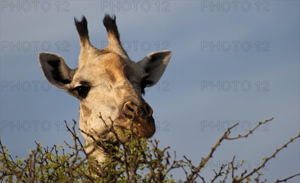 Angolan giraffe (Giraffa angolensis), animal, ungulate, head, head portrait, eats, eating, travel, destination, safari, tree, wilderness, Chobe National Park, Botswana, Africa