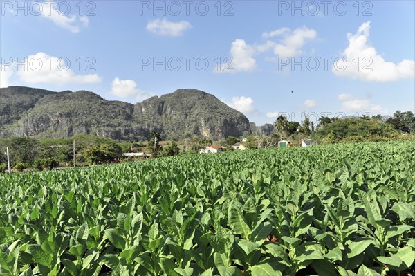 Tobacco plantation, tobacco leaves, tobacco plant (Nicotiana), tobacco cultivation in Valle de Vinales National Park, Vinales, Pinar del Rio Province, Cuba, Greater Antilles, Caribbean, Central America