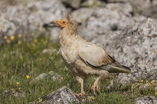 Egyptian Vulture (Neophron percnopterus), Castile-Leon Province, Picos de Europa, Spain, Europe