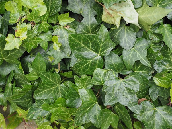 Green ivy background