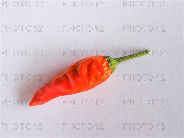 Chili Pepper Capsicum