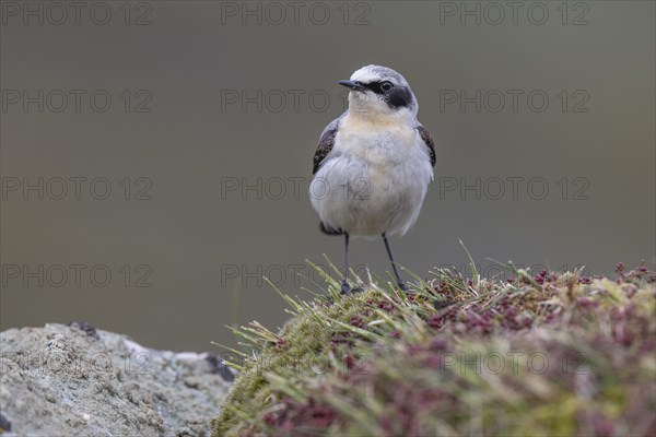 Northern wheatear (Oenanthe oenanthe), Castile-Leon province, Picos de Europa, Spain, Europe