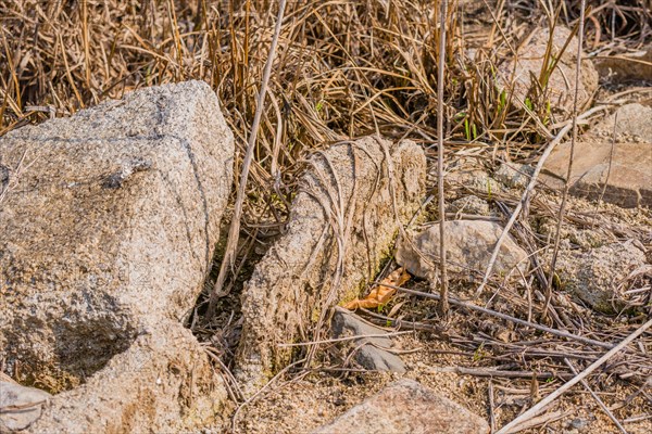 Stones of an old building foundation in tall grass of dried riverbed