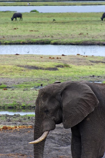 African elephant (Loxodonta africana), mammal, wild, free-living, wilderness, safari, ivory, Chobe National Park, Botswana, Africa