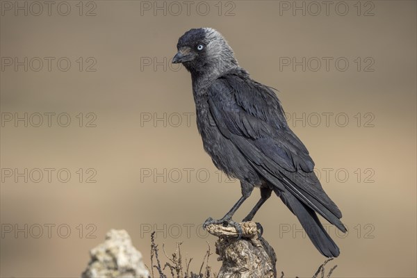 Western jackdaw (Corvus monedula), on branch, Castilla-La Mancha, Spain, Europe