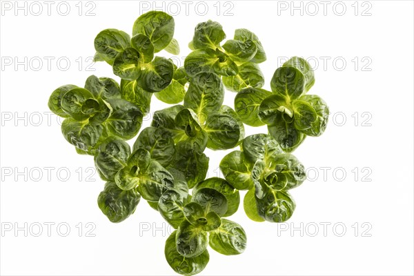 Field salad, studio shots on a white background