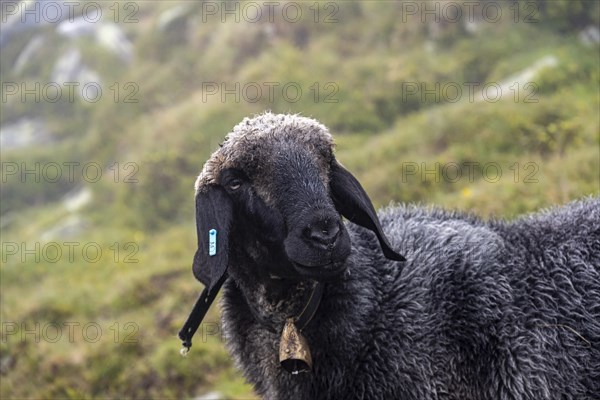 Black sheep with bell, animal portrait, domestic sheep on an alpine meadow, Berliner Hoehenweg, Zillertal Alps, Tyrol, Austria, Europe