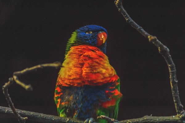 Colourful parrot sitting on a branch, bright plumage in the dark, Allwetterzoo Muenster, Muenster, North Rhine-Westphalia, Germany, Europe