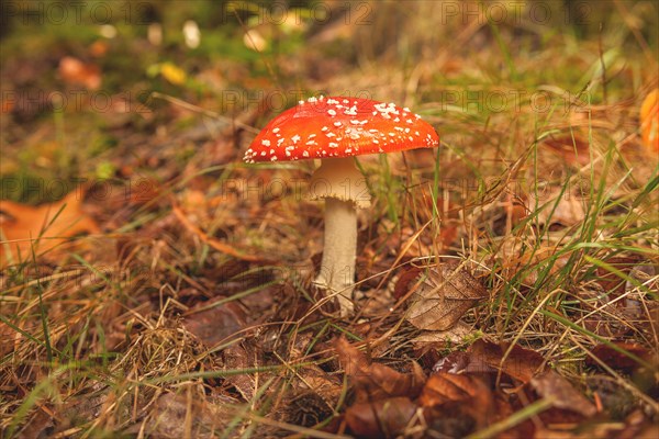 A fly agaric with a red cap and white dots growing in the forest among autumn leaves, Wuppertal Vohwinkel, North Rhine-Westphalia, Germany, Europe