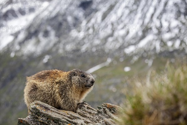 Marmot (Marmota marmota) sitting on rocks in front of mountains, Grossglockner High Alpine Road, Hohe Tauern National Park, Austria, Europe