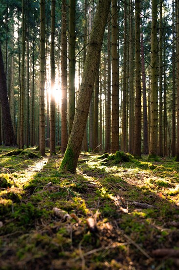 Warm sunlight shines through the trees of a quiet forest, Unterhaugstett, Black Forest, Germany, Europe