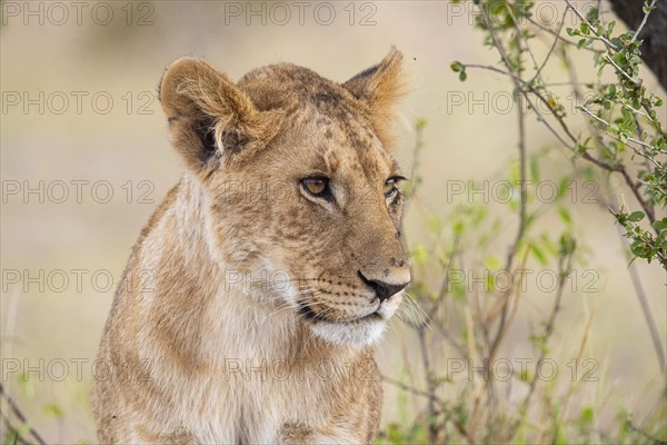 Lion (Panthera leo) Masai Mara Kenya