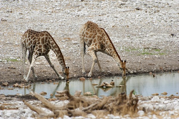 Angolan giraffe (Giraffa giraffa angolensis) drinking at Okaukuejo waterhole in Etosha National Park, giraffe, group, herd, looks, lookout, protection, drinking, Namibia, Africa