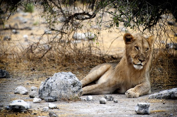 Male lion (Panthera leo), single animal, lying, resting, resting, mane, cat, big cat, game, wilderness, free living, Etosha National Park, Namibia, South West Africa, Africa