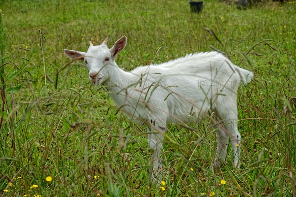 A white young goat stands on a lush green meadow and looks to the side, North Coast, Santa Luzia, Pico, Azores, Portugal, Europe