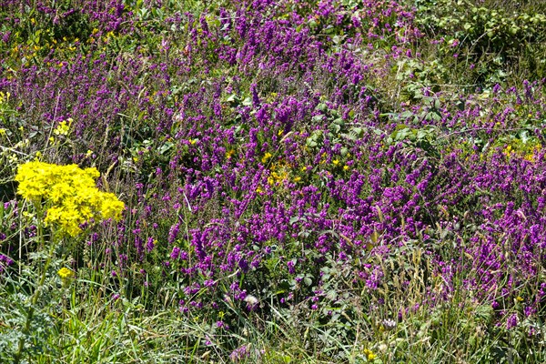 Heath landscape on the Cap de la Chevre, Crozon peninsula, Finistere department, Brittany region, France, Europe