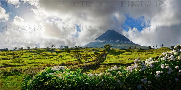 Wide panorama of a green landscape with the Pico volcano and a magnificent hedge of hydrangeas in the foreground, Madalena, Pico, Azores, Portugal, Europe