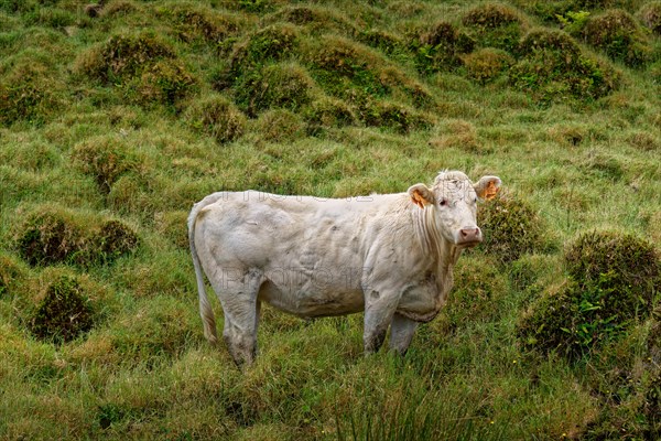 White cattle standing in the middle of a green grass landscape, Estradas dos Lagoas, Madalena, Pico, Azores, Portugal, Europe