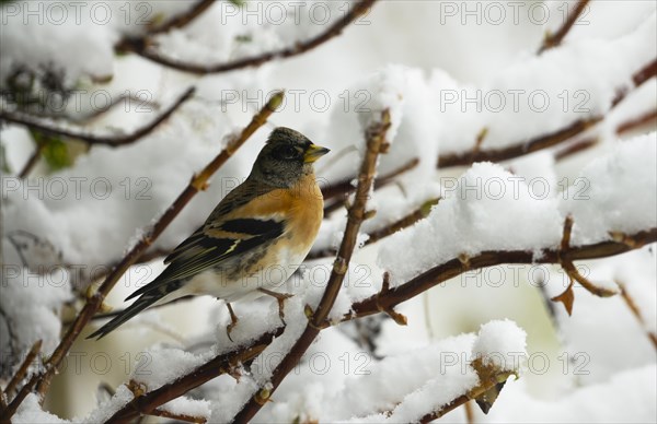 Brambling (Fringilla montifringilla), snow, Lower Austria