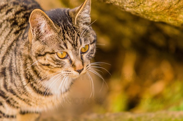 Closeup of a black and white tabby cat with a soft blurred background
