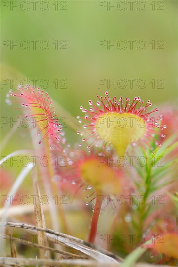 Common sundew (Drosera rotundifolia), close-up of the carnivorous plant protected by the Federal Species Protection Ordinance with secretion drops on the tentacles, Pietzmoor nature reserve, Lueneburg Heath, Schneverdingen, Lower Saxony, Germany, Europe