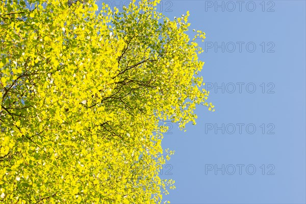 Fresh green foliage of the sand birch (Betula pendula) or sand birch or silver birch or silver birch or silver birch (syn.: Betula alba) (Betula verrucosa) in spring in the sunlight against a bright blue sky, Lower Saxony, Germany, Europe
