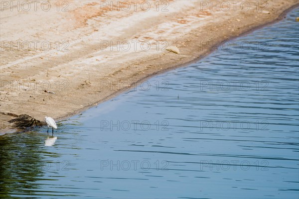 Snowy Egret hunting for food in shallow water near the shore of a lake