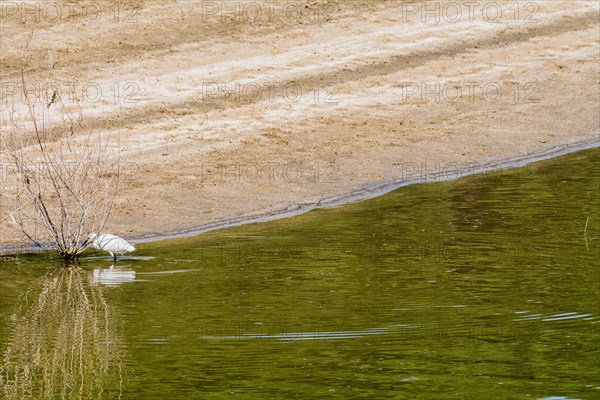 Snowy Egret hunting for food in shallow water near the shore of a lake