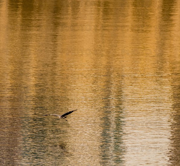 Single grey heron gliding over river with a golden hue
