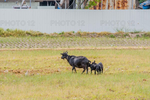 Two young black Bengal kids following mother in field. Mother has collar and rope around neck