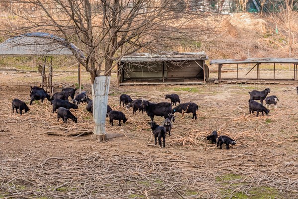 Herd of black Bengal goats grazing in field under tree with no leaves