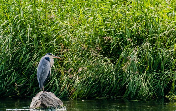 Little blue heron standing on a large stone in a river in front of tall grasses and reeds