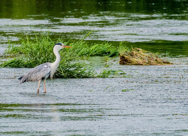 Little blue heron standing on a pebbled sandbar in a shallow river hunting for food