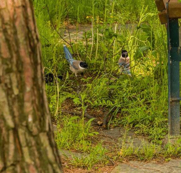 Two azure-winged magpie on ground standing in tall green grass between a park bench and a tree