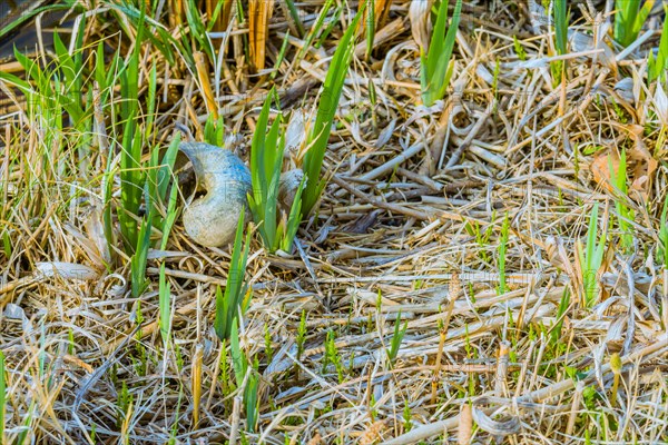 Gray seashell laying on ground among twigs and green grass shoots on a sunny afternoon