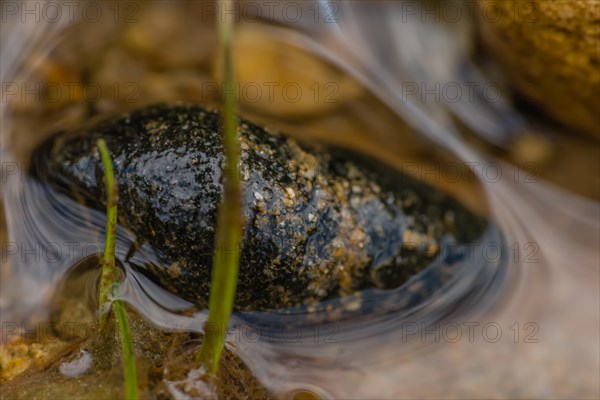 Closeup of small snail in shallow water at edge of river