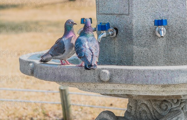 Two pigeons together in a concrete water fountain with blue handle on chrome faucets