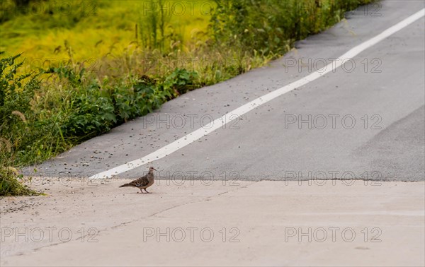 Lone turtle dove standing on paved roadway next to grassy area