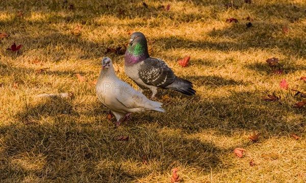 Closeup of a white pigeon standing together with a grey pigeon that has maroon and green rings on its next