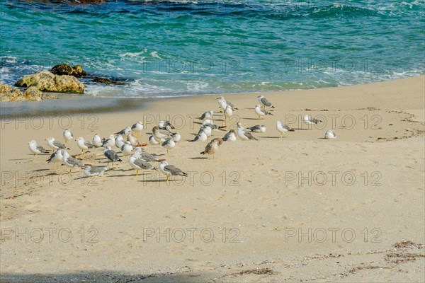 Flock of seagulls on sandy beach with waves from blue ocean water crashing against large rocks