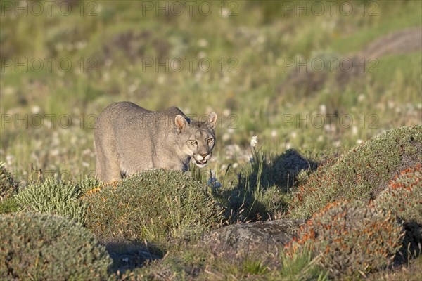 Cougar (Cougar concolor), silver lion, mountain lion, cougar, panther, small cat, Torres del Paine National Park, Patagonia, end of the world, Chile, South America