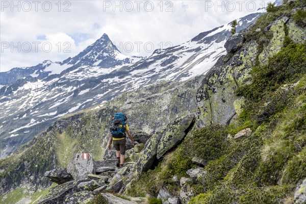 Mountaineer on a rocky hiking trail, Berliner Hoehenweg, mountain panorama with Schrammacher peak, Zillertal Alps, Tyrol, Austria, Europe